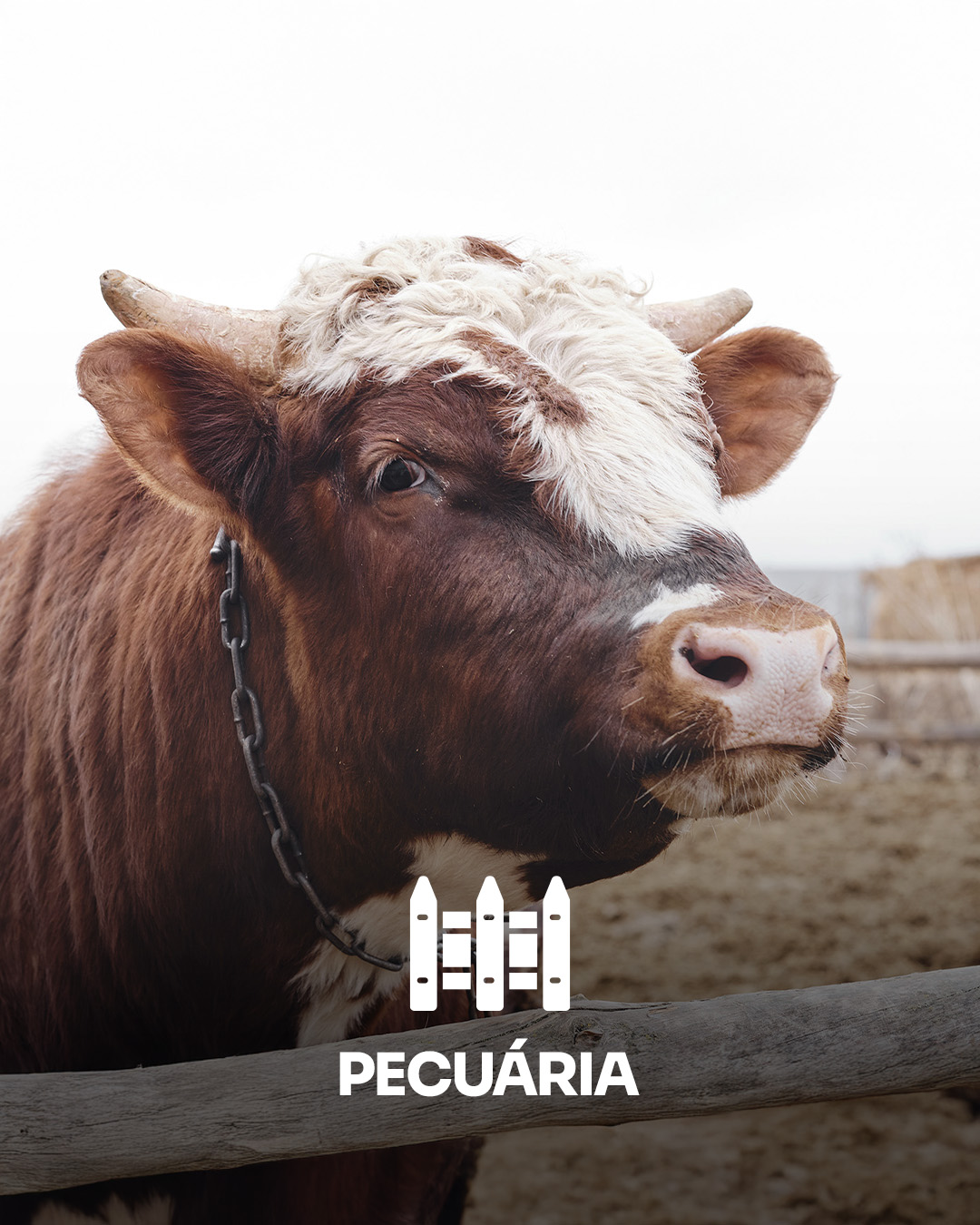 pecuária2